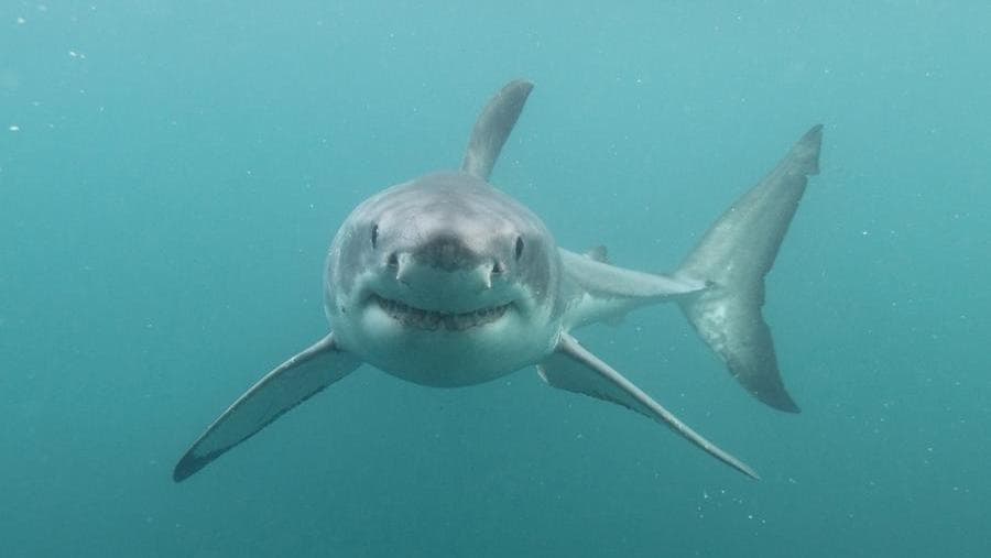 Great white shark associated with waters near Lampedusa